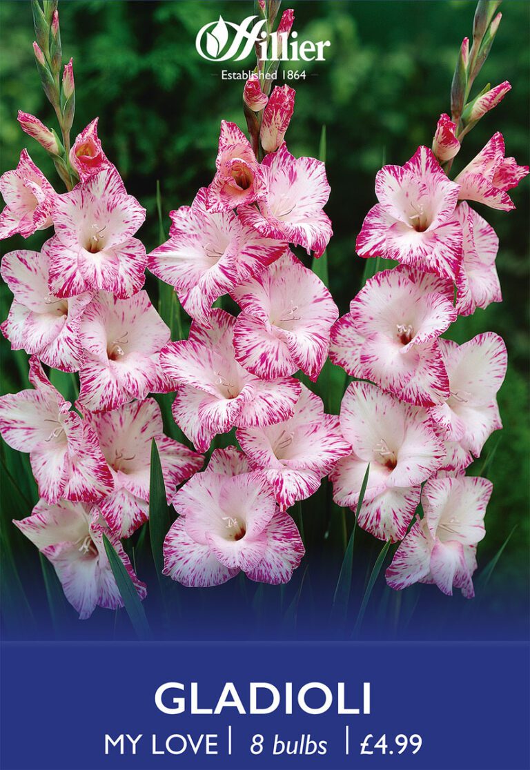 8718641996980 1 Gladiolus My Love.jpg